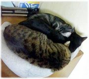 工房のネコ三匹