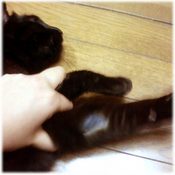 ミルのハゲ