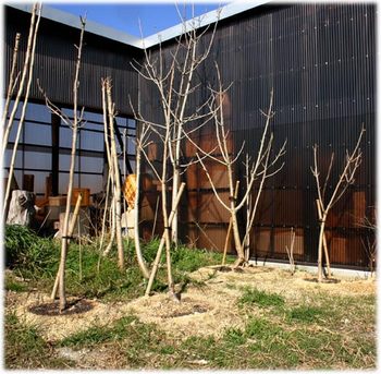移植したウルシの木