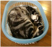 うり坊