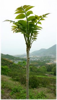 五色台の漆畑5