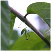 カマキリ