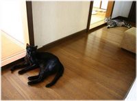 ネコ