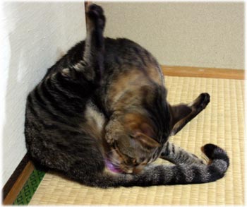 むぎ2