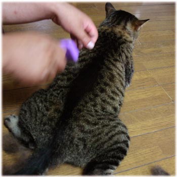 むぎ3