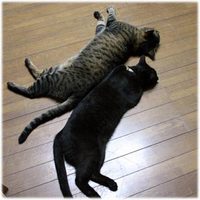 むぎ5