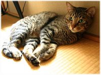 むぎ