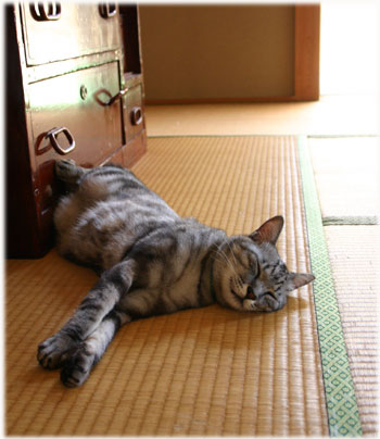 うりぼう