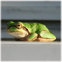 カエルさん