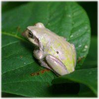 カエルさん
