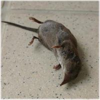 かわいそうなネズミさん