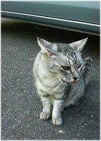 うり坊ママ