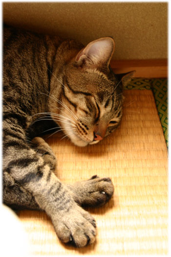 9_18__neko_1_.jpg