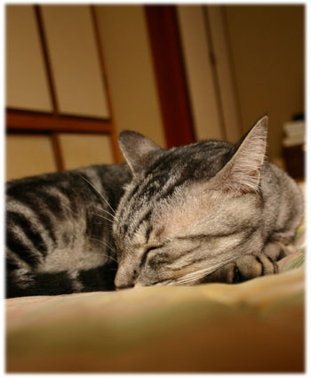 9_18__neko_2_.jpg
