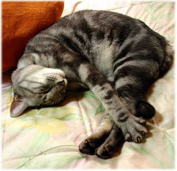 9_18__neko_4_.jpg