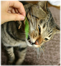 9_18_neko_6_.jpg